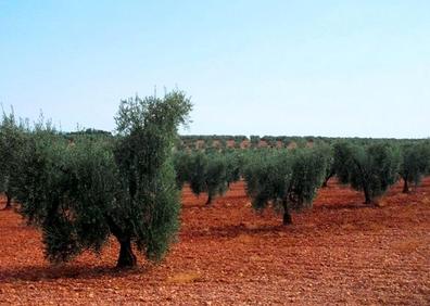 Portada de SE COGEN OLIVARES EN ARRENDAMIENTO. con referencia a 49561