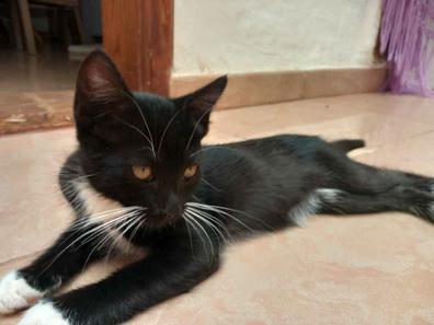 Portada de GATOS EN ADOPCIÓN con referencia a 12001