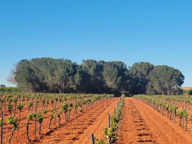 Portada de SE ALQUILA TERRENO RUSTICO VILLAGARCÍA con referencia a 33309